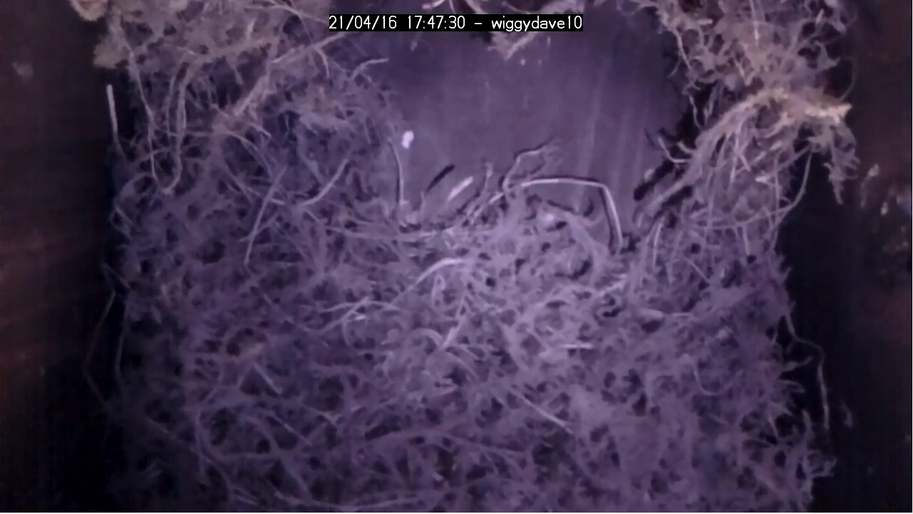 BirdBox not too much progress